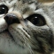 とらさんの顔写真