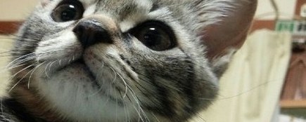 こっちを見上げるキジトラ猫のとらさん